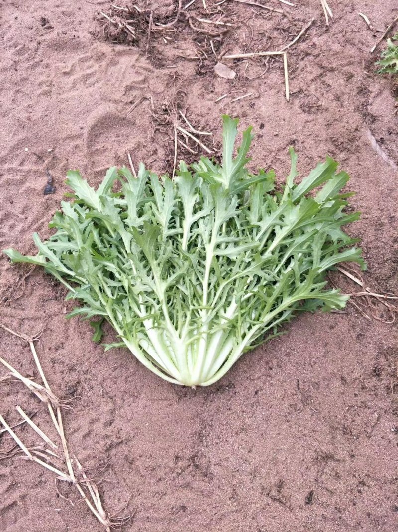 苦菊