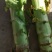 精品红叶莴笋，无空心，电商美团正车接单