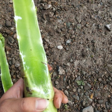 精品红叶莴笋，无空心，电商美团正车接单