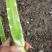 精品红叶莴笋，无空心，电商美团正车接单