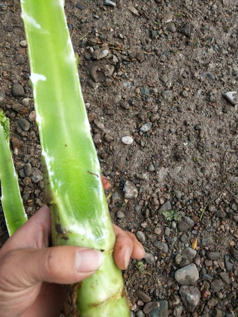 精品红叶莴笋，无空心，电商美团正车接单