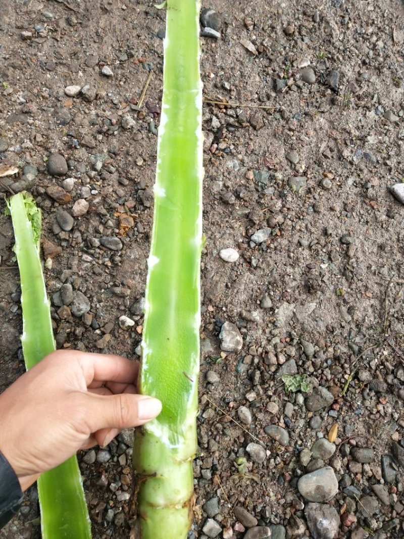 精品红叶莴笋，无空心，电商美团正车接单