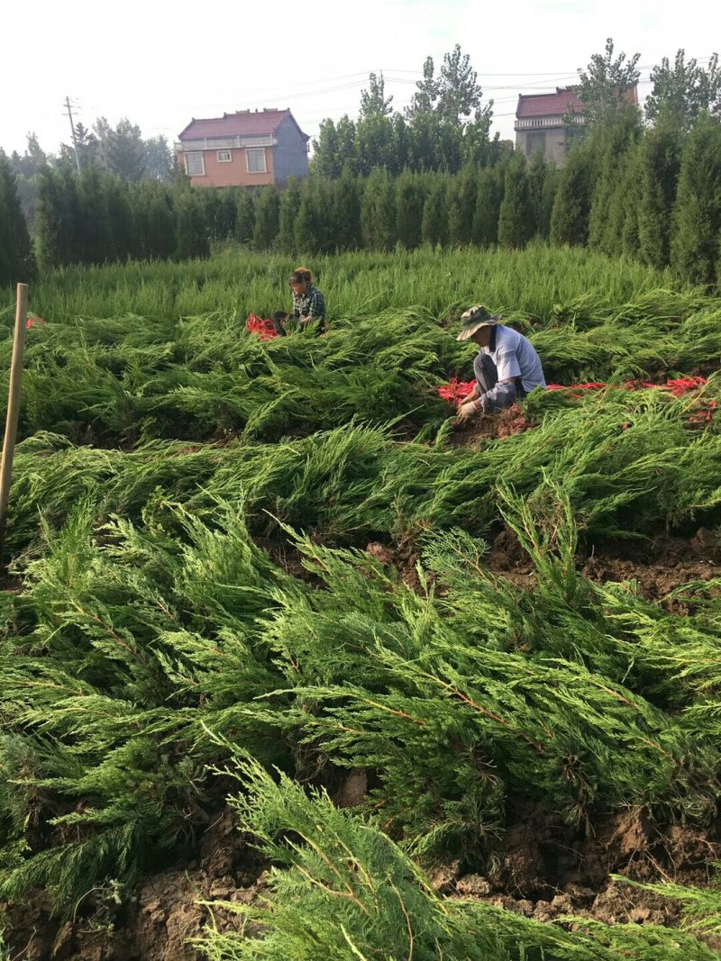 小龙柏龙柏嫁接龙柏工程绿化苗木批发