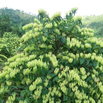 湘蕾金银花苗【顺丰包邮】【我们不一样】20~90cm