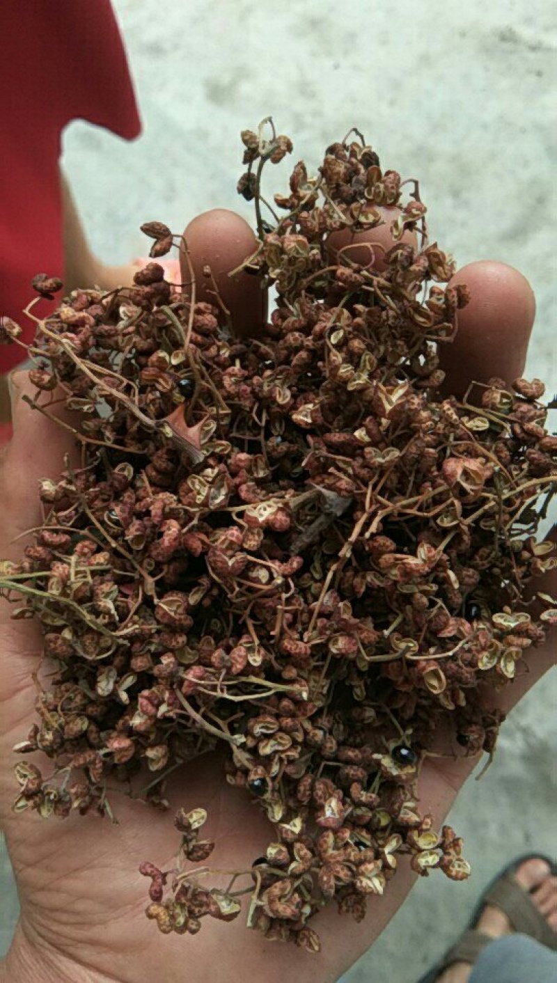 大红袍花椒