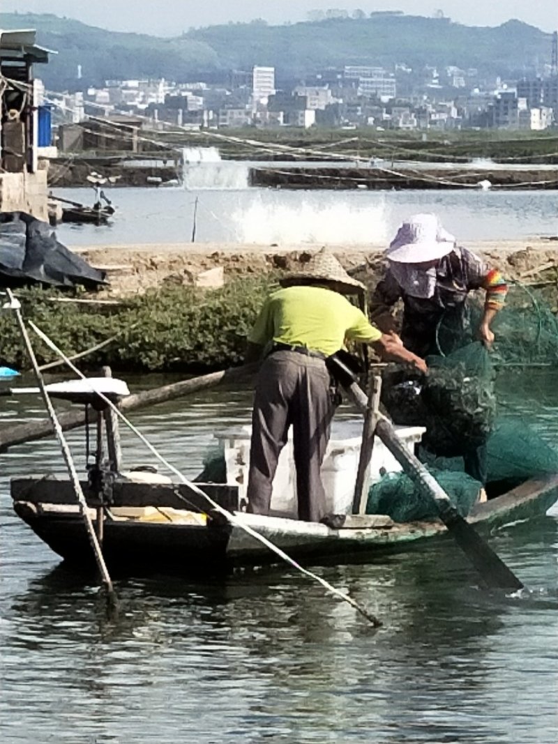 大量供应活虾.对虾.金刚虾.南美白对虾
