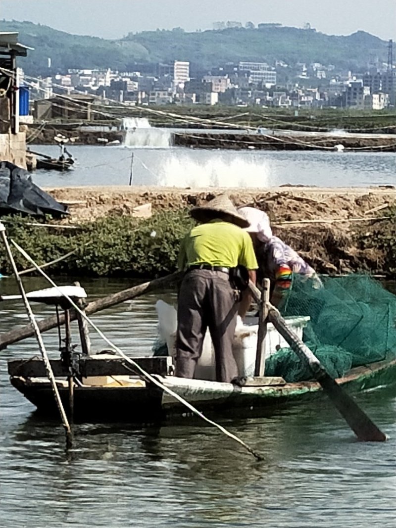大量供应活虾.对虾.金刚虾.南美白对虾
