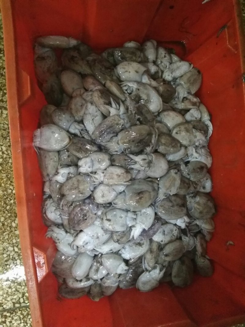 墨鱼仔