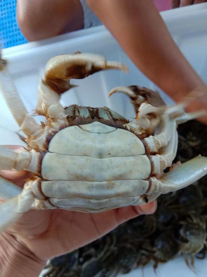 2.5两母蟹食用洪泽湖精品红膏大闸蟹
