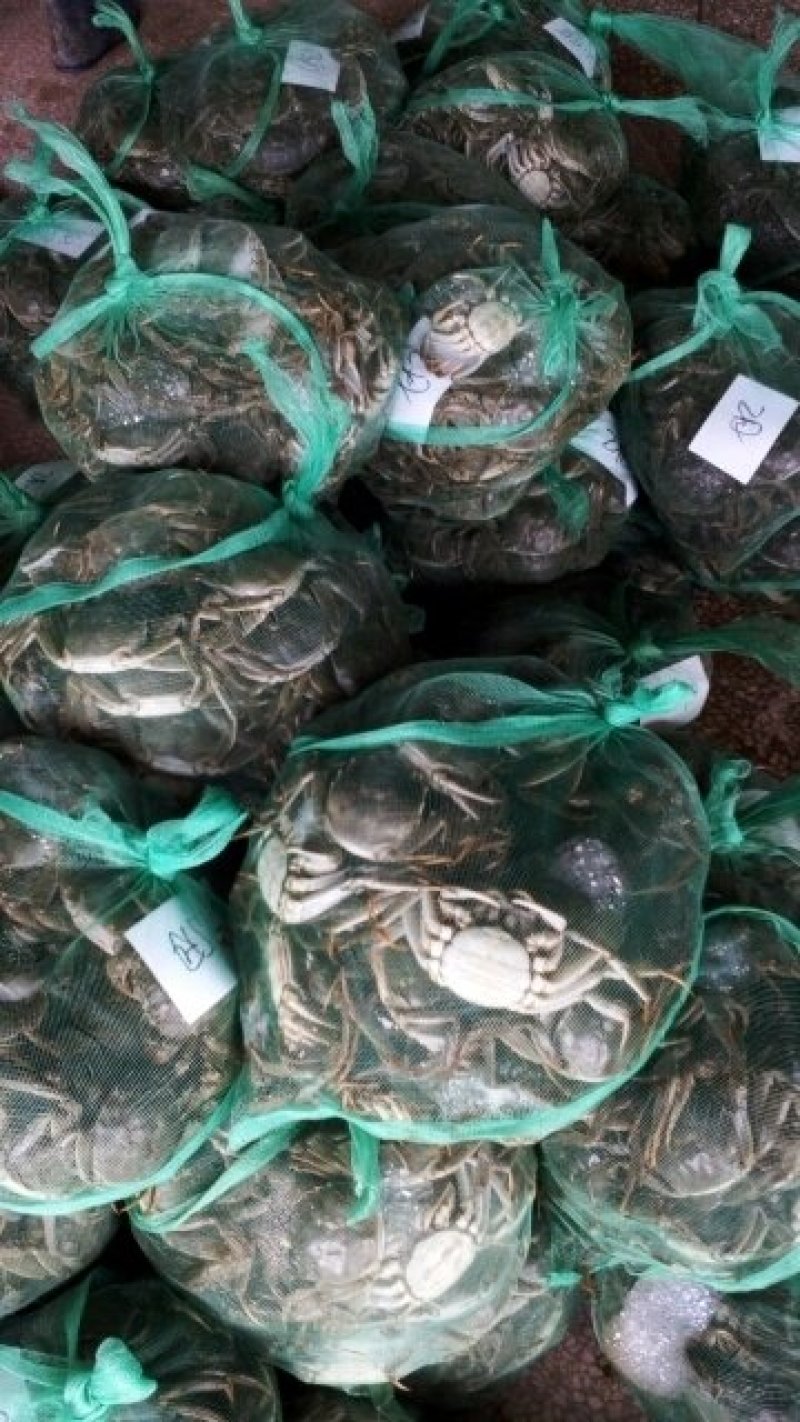 2.5两母蟹食用洪泽湖精品红膏大闸蟹
