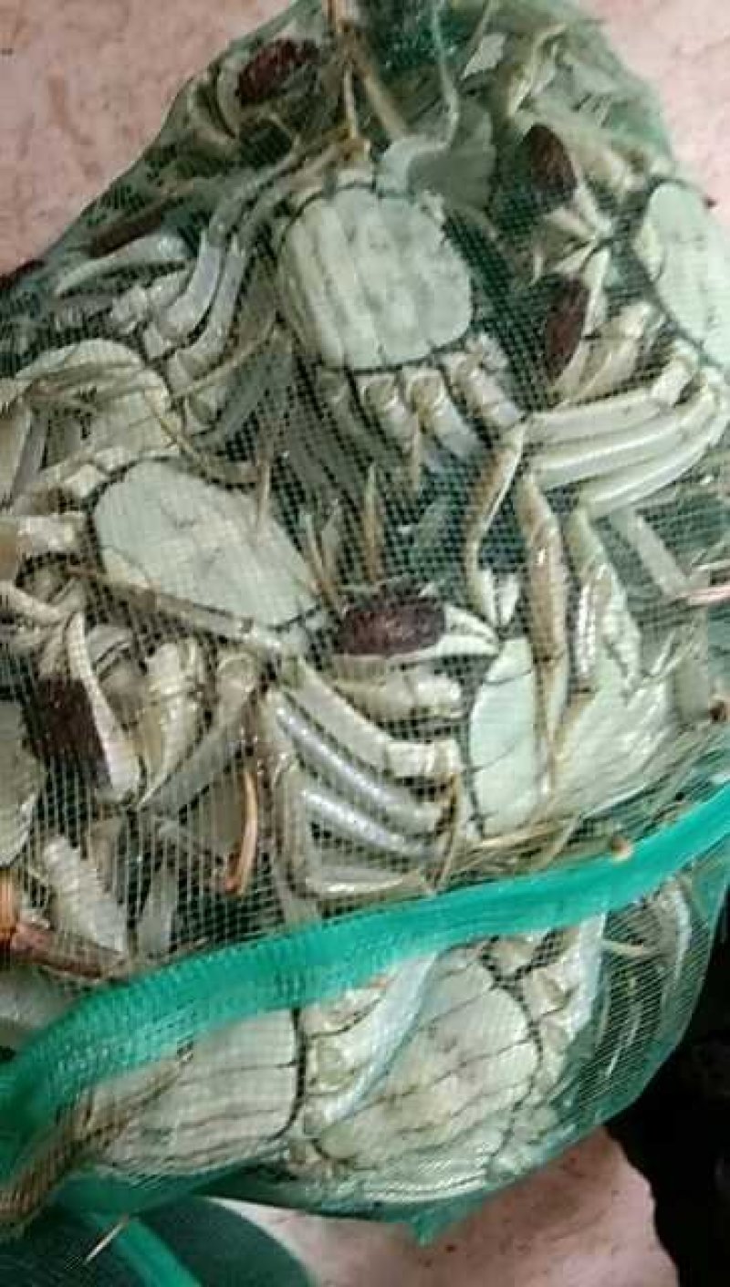 2.5两母蟹食用洪泽湖精品红膏大闸蟹