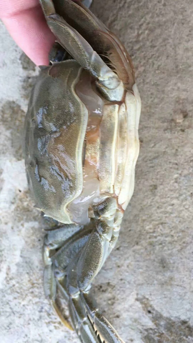 2.5两母蟹食用洪泽湖精品红膏大闸蟹
