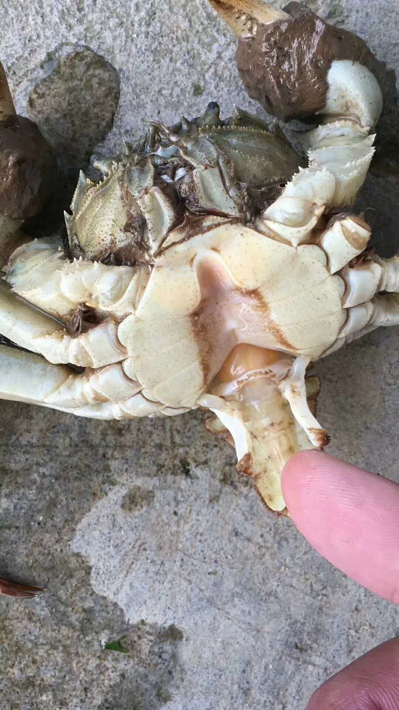 3.5两公蟹食用洪泽湖精品红膏大闸蟹