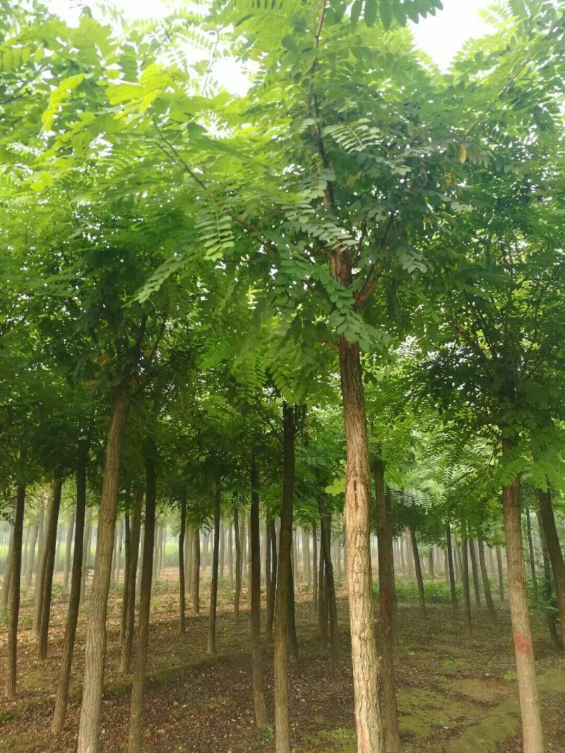 大量销售，6-15公分平头发冠刺槐，树形好，价格实惠