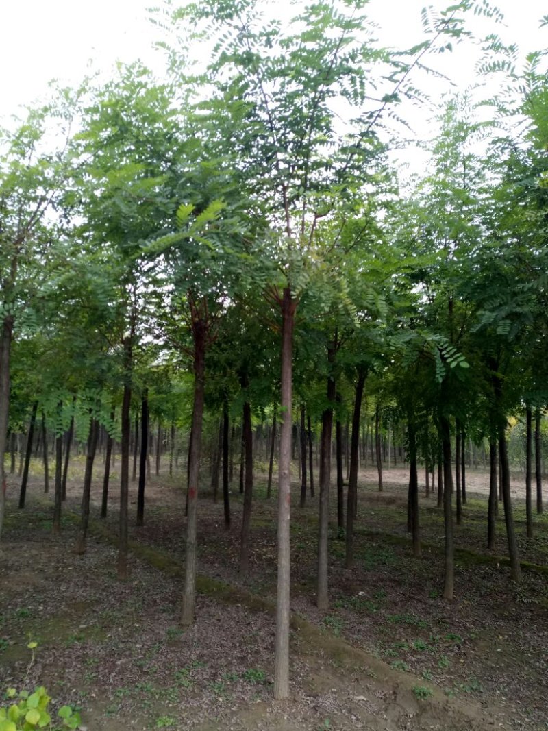 大量销售，6-15公分平头发冠刺槐，树形好，价格实惠