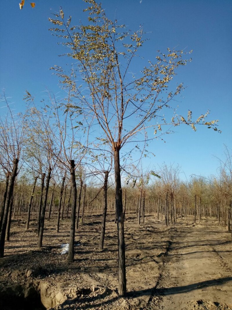 大量销售，6-15公分平头发冠刺槐，树形好，价格实惠