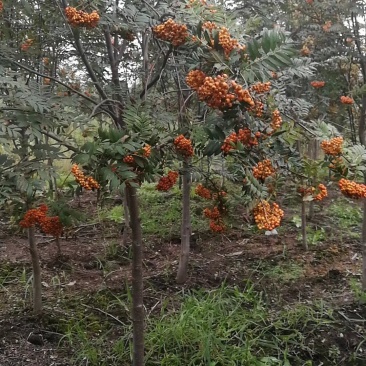 百花花楸