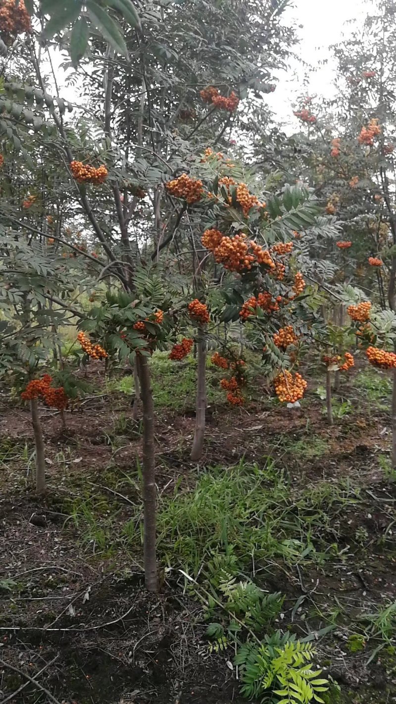 百花花楸