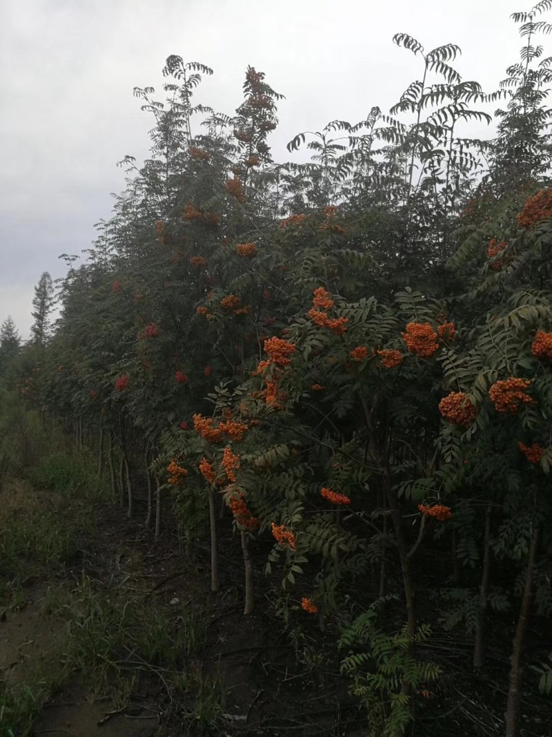 百花花楸