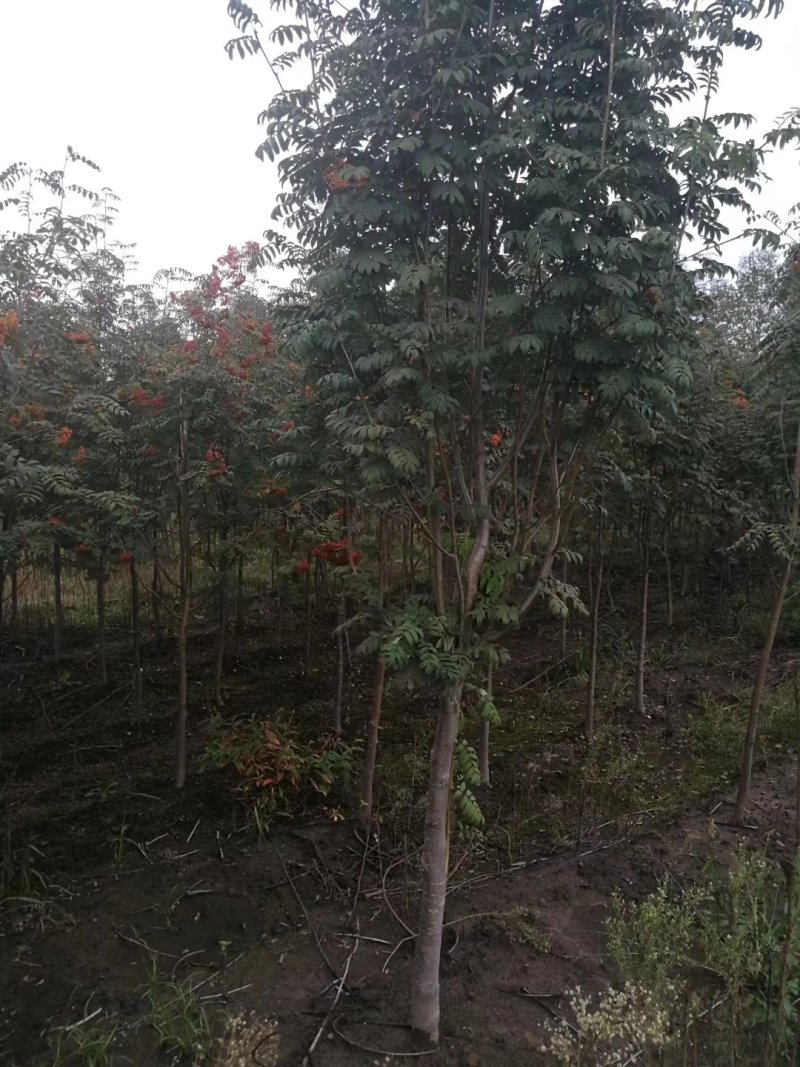 百花花楸