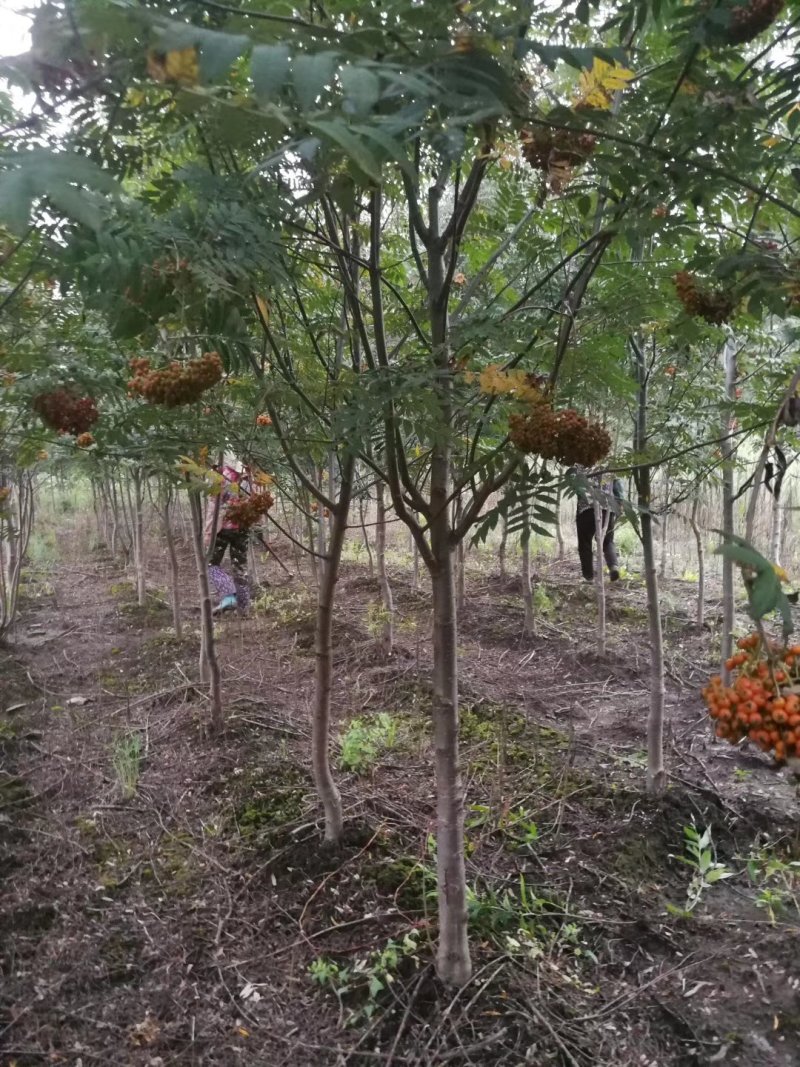 百花花楸