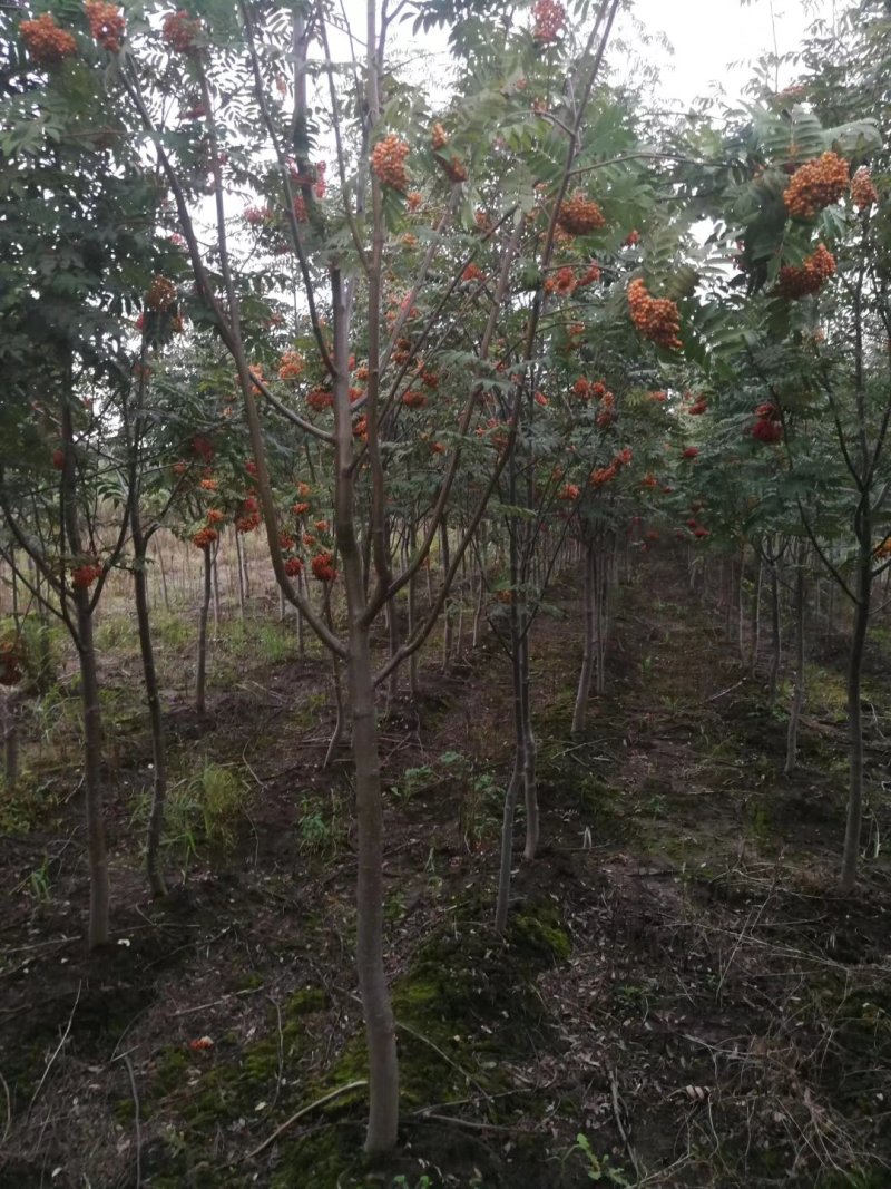 百花花楸