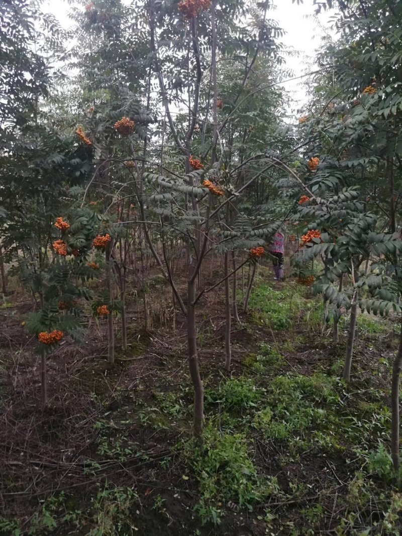 百花花楸