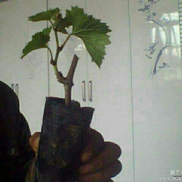 葡萄苗