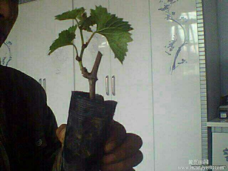 葡萄苗