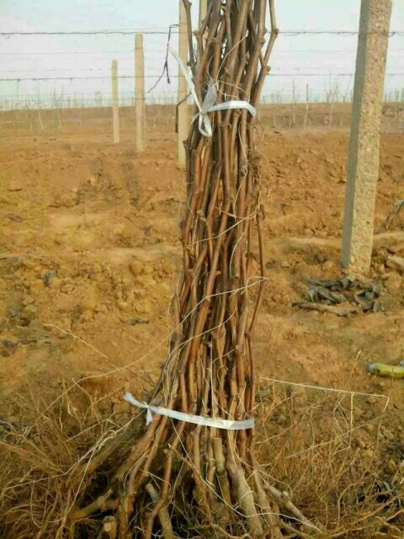 秦皇岛当年挂果葡萄苗巨峰葡萄苗高条