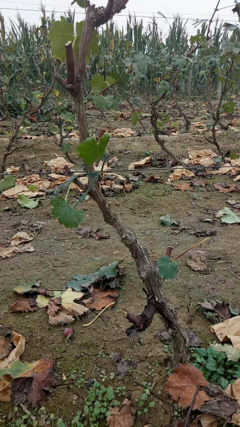 秦皇岛当年挂果葡萄苗巨峰葡萄苗高条