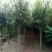 榆树6-10cm4~6cm3.5~4m