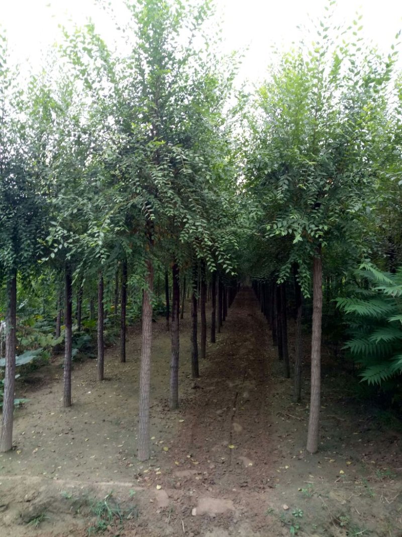 榆树6-10cm4~6cm3.5~4m