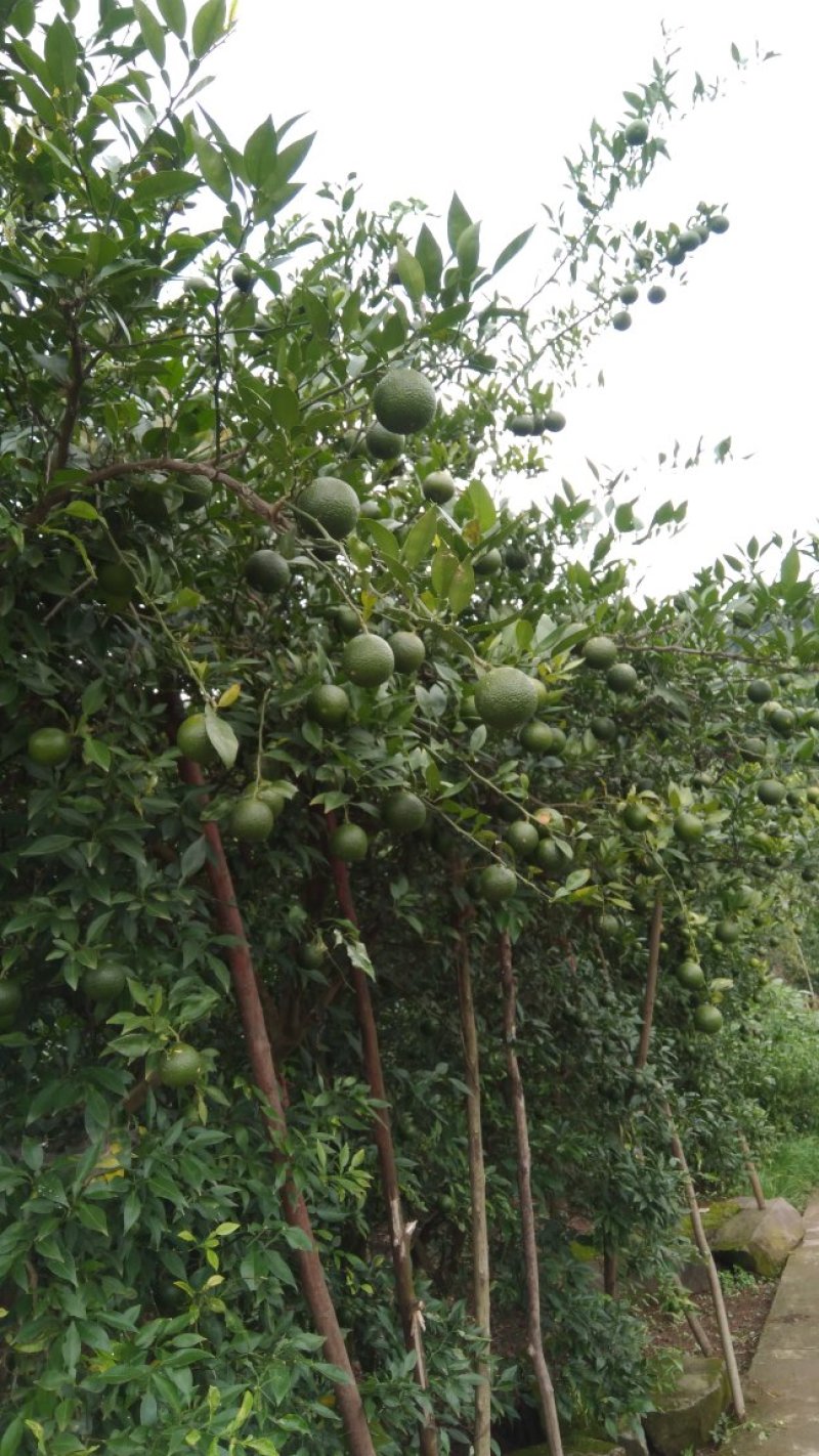 资阳小叶软枝香橙果子，