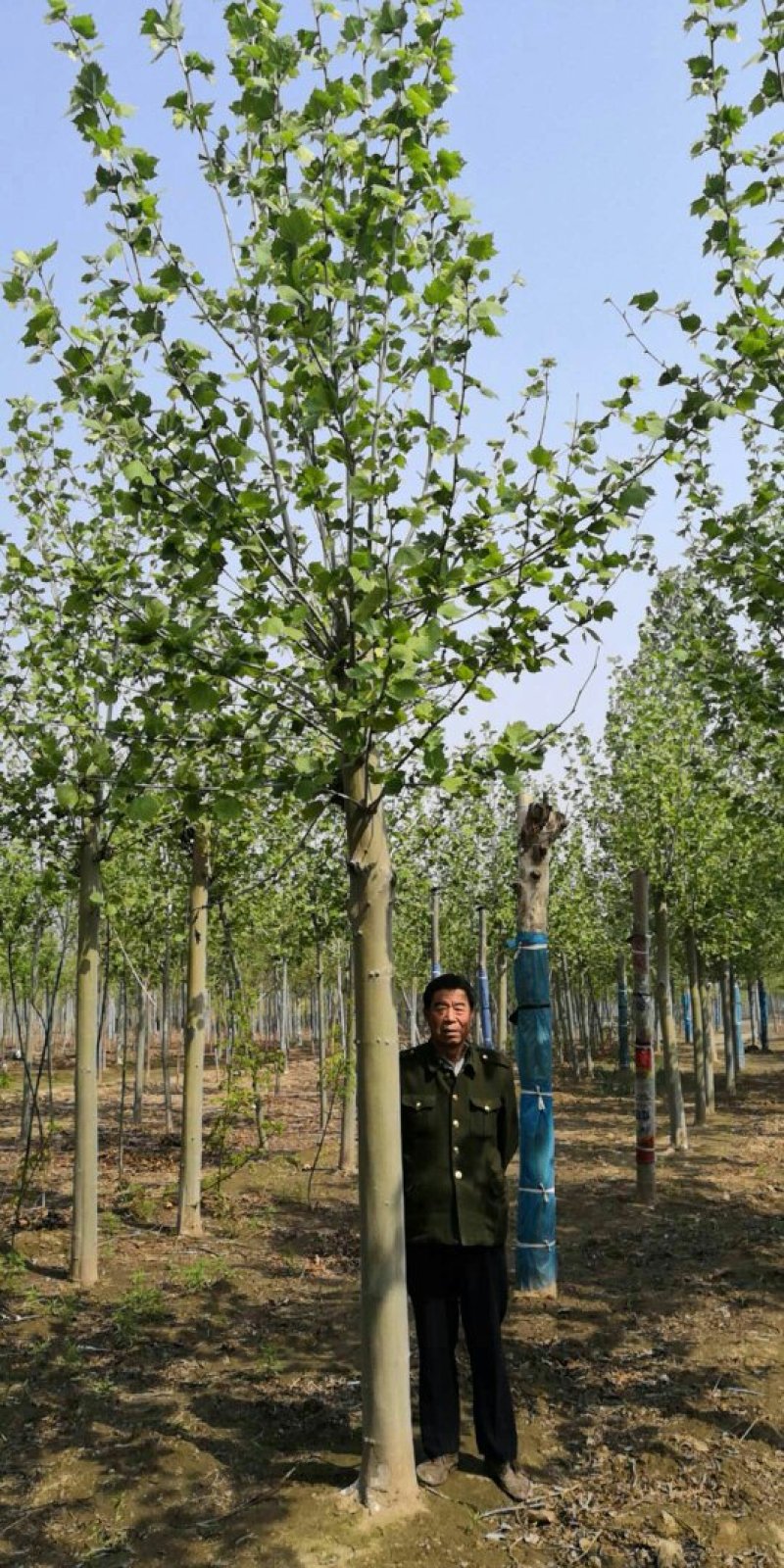 10-20cm法桐，平头发冠法桐量大