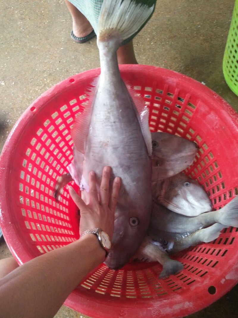 马面鱼