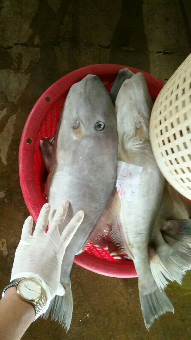 马面鱼