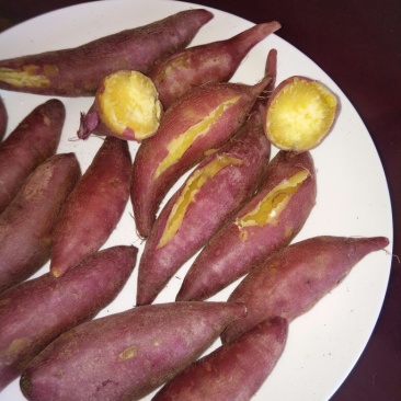 板栗薯红薯