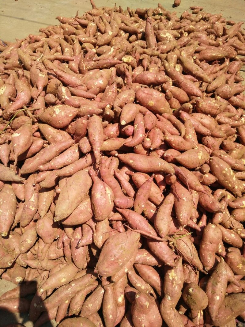 板栗薯红薯