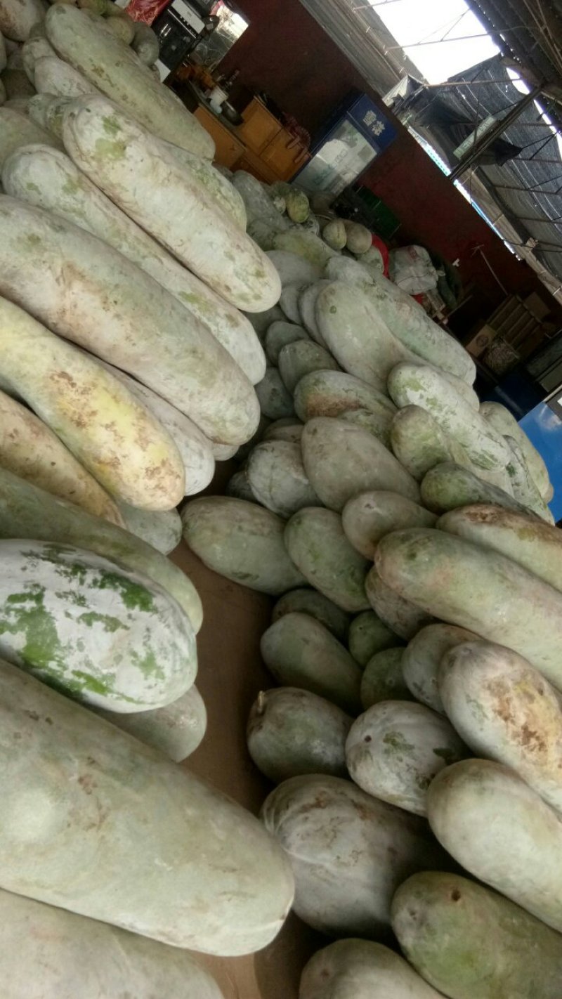 精品白冬瓜，刚上市，迟冬瓜，欢迎各大商超前来洽谈业务