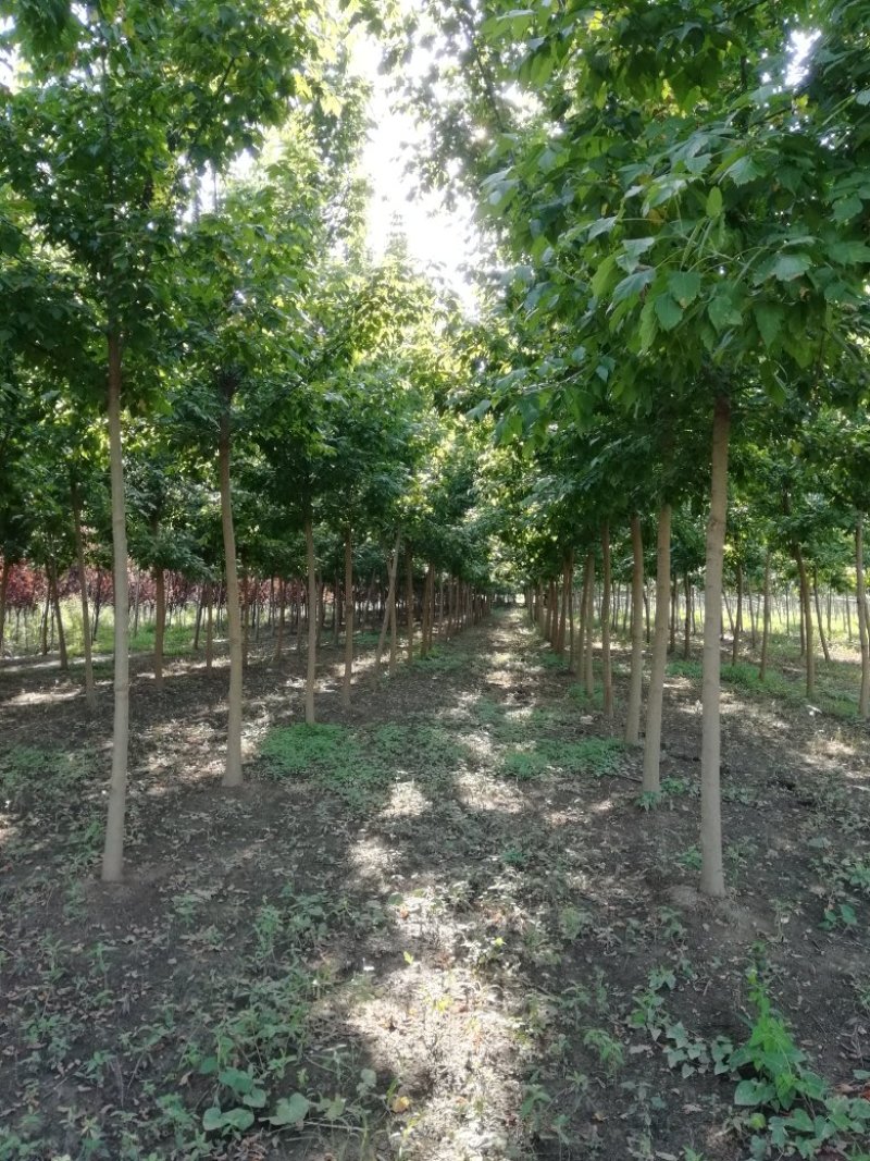 金叶复叶槭