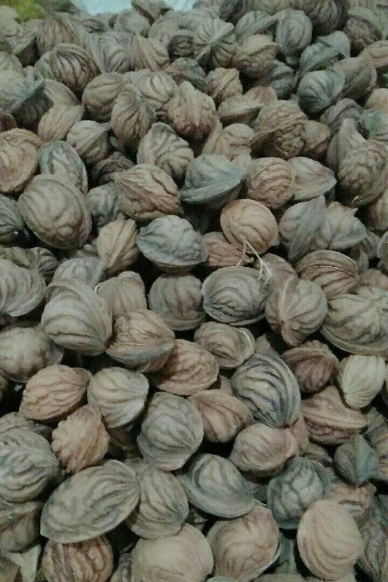 水桃胡