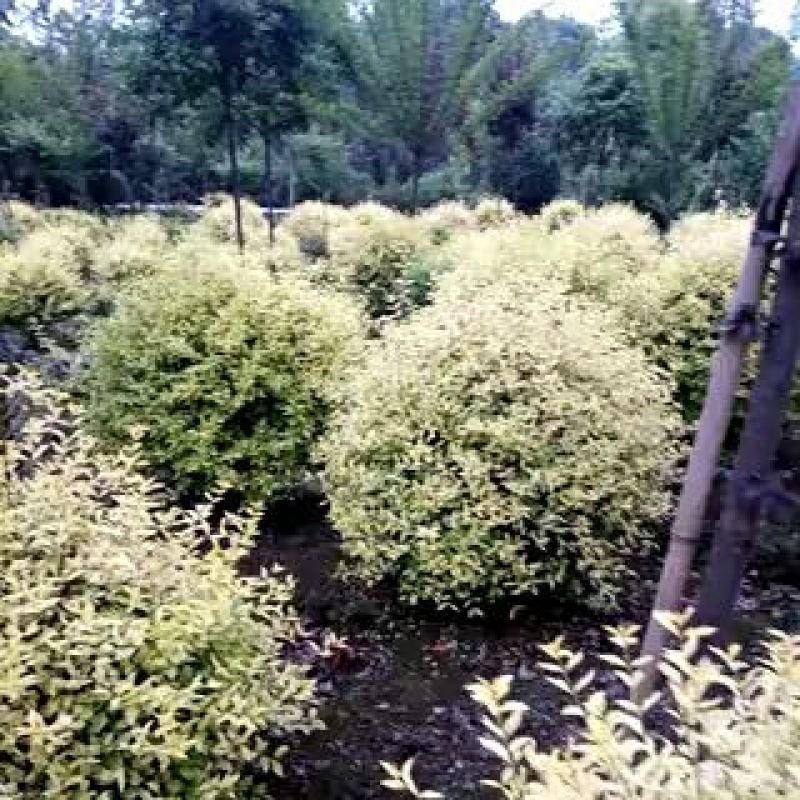 四川高杆桂花，樱花，紫薇，紫薇花瓶等