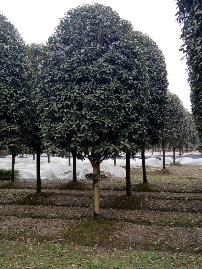 四川高杆桂花，樱花，紫薇，紫薇花瓶等