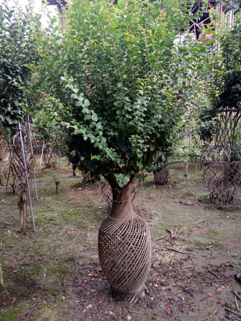 四川高杆桂花，樱花，紫薇，紫薇花瓶等