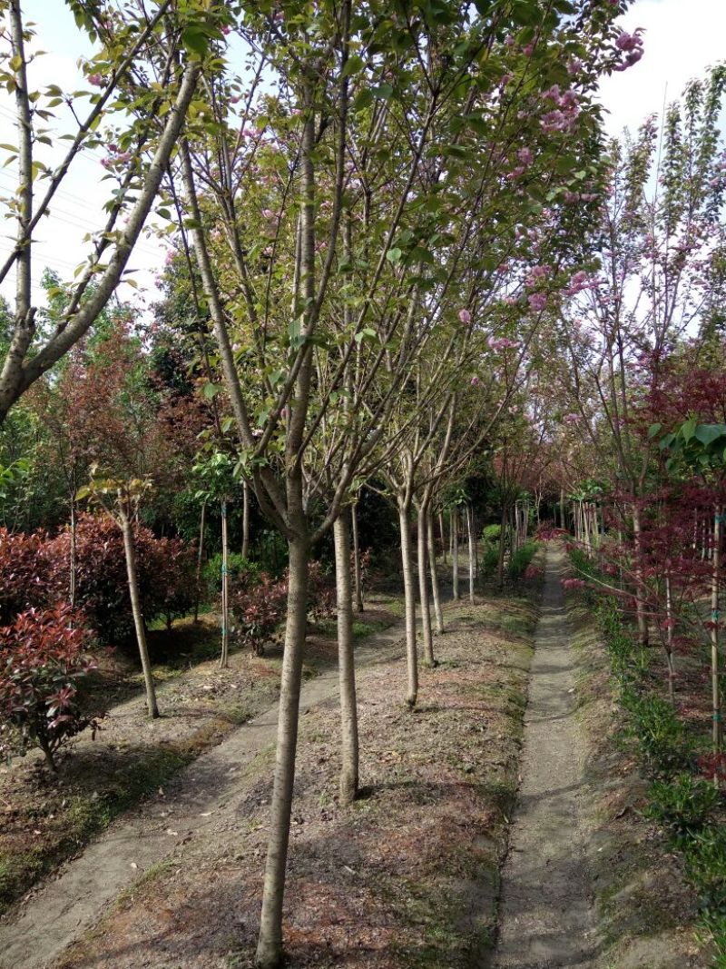 四川高杆桂花，樱花，紫薇，紫薇花瓶等