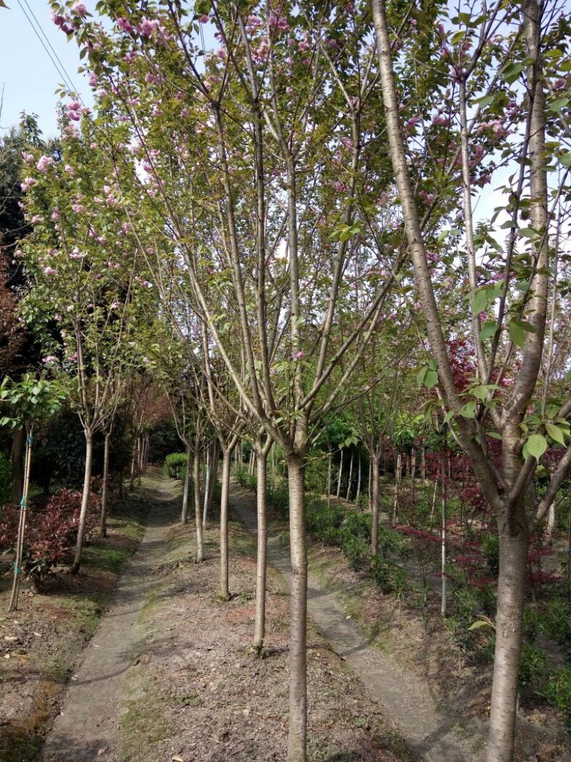 四川高杆桂花，樱花，紫薇，紫薇花瓶等