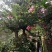 四川高杆桂花，樱花，紫薇，紫薇花瓶等