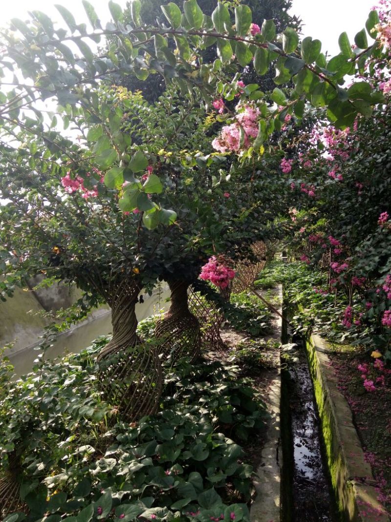 四川高杆桂花，樱花，紫薇，紫薇花瓶等