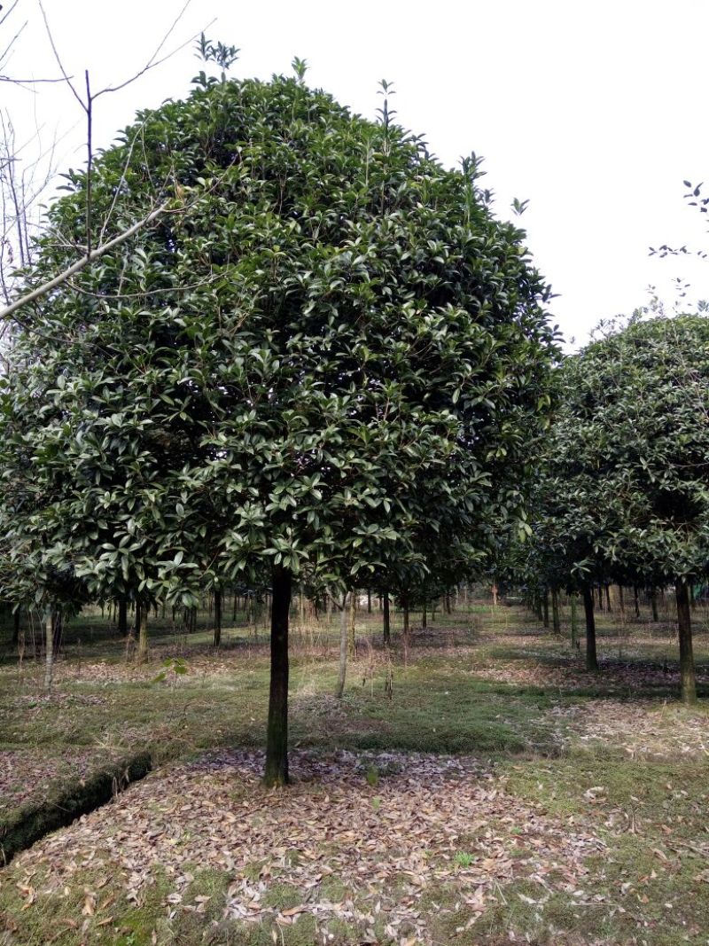 四川高杆桂花，樱花，紫薇，紫薇花瓶等